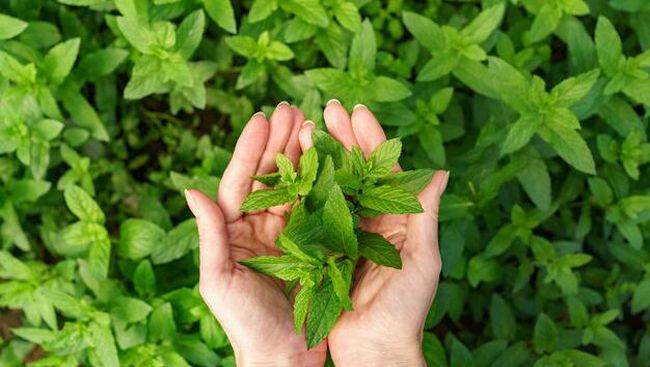 5 Herbal Leaves to Help Reduce Gout—Just Boil and Drink